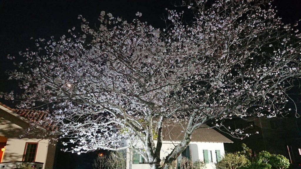 夜桜ライトアップ0407